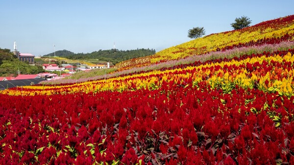 2023 섬 맨드라미 축제 / 출처= 게티이미지뱅크