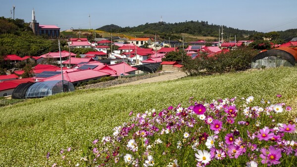 2023 섬 맨드라미 축제 / 출처= 게티이미지뱅크