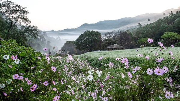 출처: 추정리 경관·밀원 추진위원회 (10월 사진 명소)