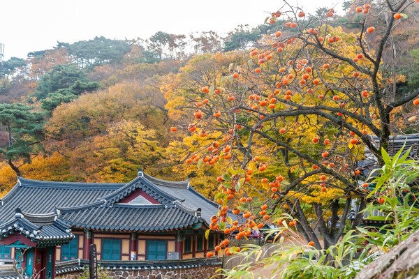 출처: 게티이미지뱅크 (인천 단풍여행)