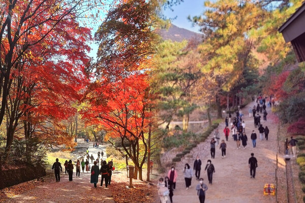 출처: 안양시 (관악수목원 개방)