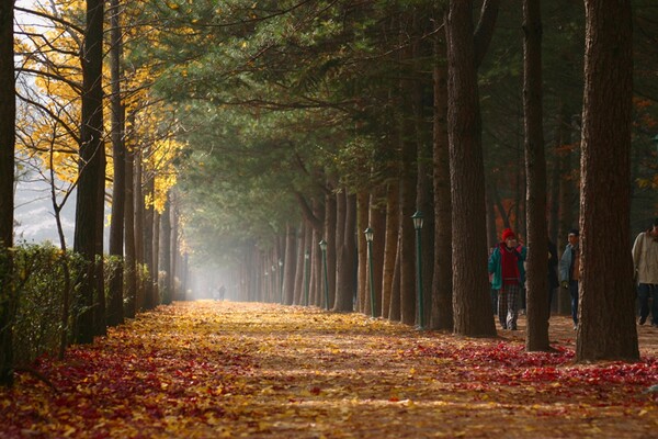 강원도 춘천시 남이섬 (출처 - 남이섬 홈페이지)