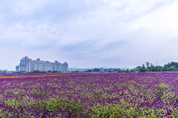 양주 나리 공원 천일홍 (출처 - 게티이미지뱅크)