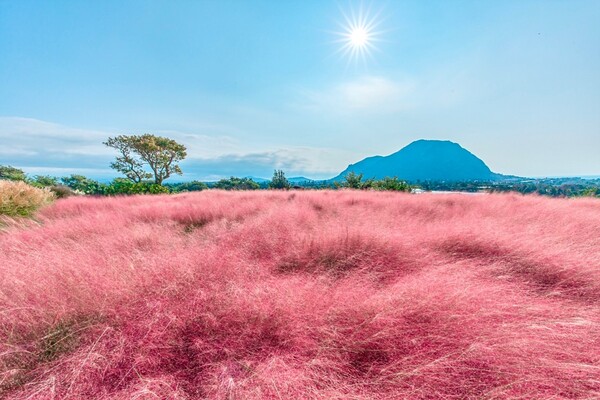 마노르블랑 (출처 - 마노르블랑 업체 등록 사진)