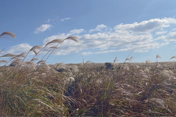 어음리 억새밭 (출처 - 제주시청 공식 블로그)
