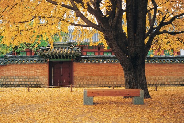 출처: 게티이미지뱅크 (서울 고궁 단풍여행)