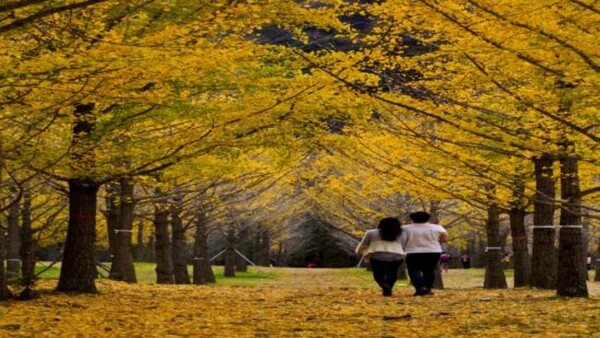 출처: 홍천군 (국내 은행나무 명소)