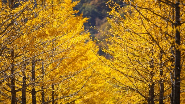 출처: 게티이미지뱅크 (국내 은행나무 명소)
