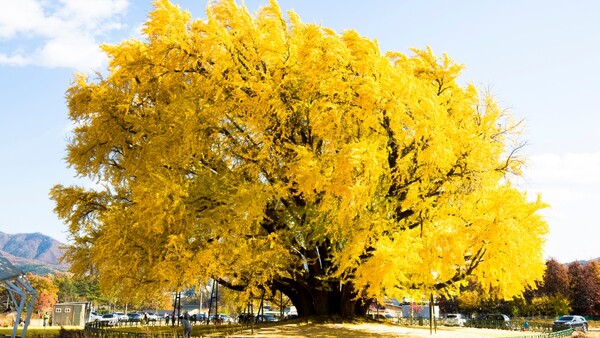 출처: 게티이미지뱅크 (국내 은행나무 명소)