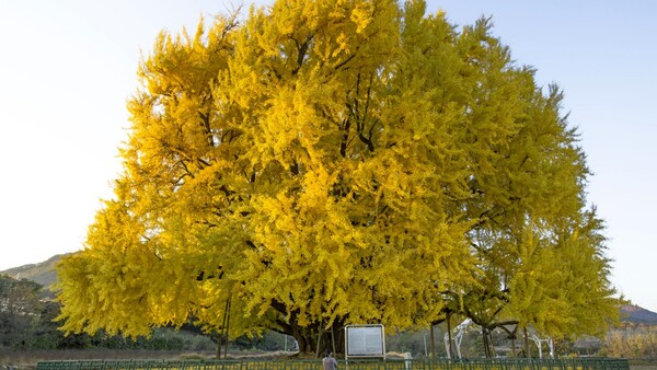 출처: 게티이미지뱅크 (국내 은행나무 명소)