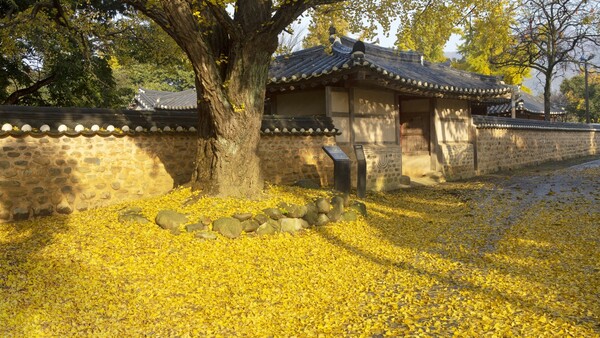 출처: 게티이미지뱅크 (국내 은행나무 명소)