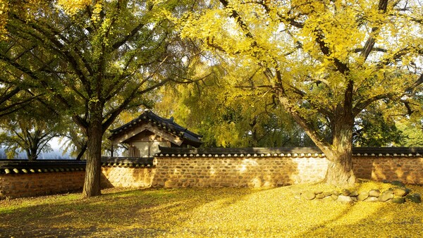 출처: 게티이미지뱅크 (국내 은행나무 명소)