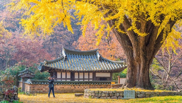 출처: 게티이미지뱅크 (국내 은행나무 명소)