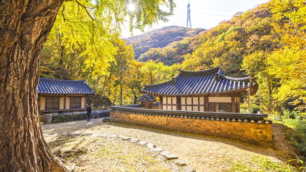 출처: 게티이미지뱅크 (국내 은행나무 명소)