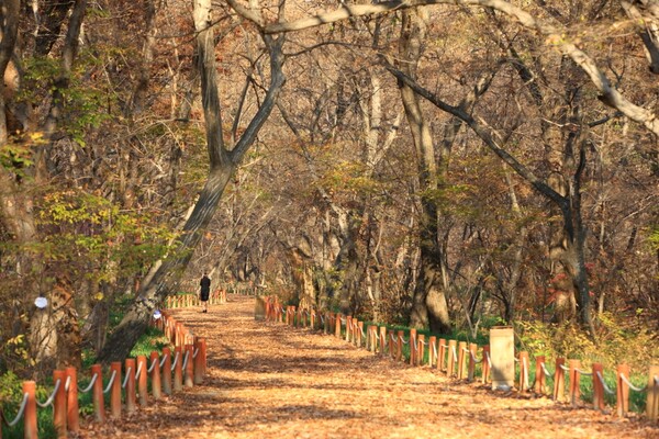 출처: 게티이미지뱅크 (국내 명품숲길)
