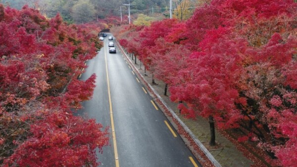 출처: 대구시 (대구 가을 여행)