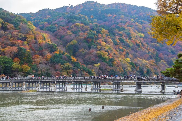 출처: 게티이미지뱅크 (일본 단풍 여행)