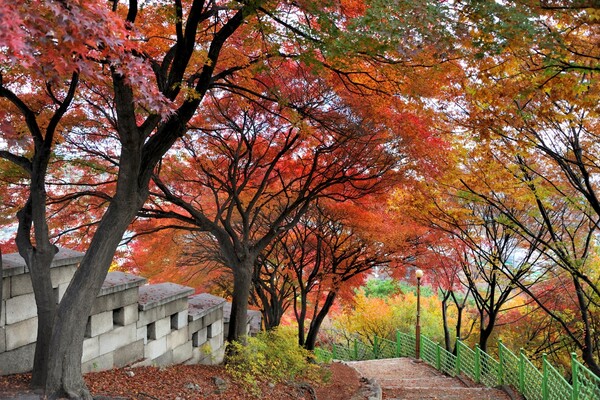 출처: 게티이미지뱅크 (가을 단풍 드라이브)