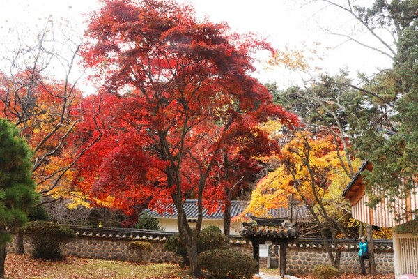 출처: 광주시 공식 블로그 (광주 무등산 단풍 여행)