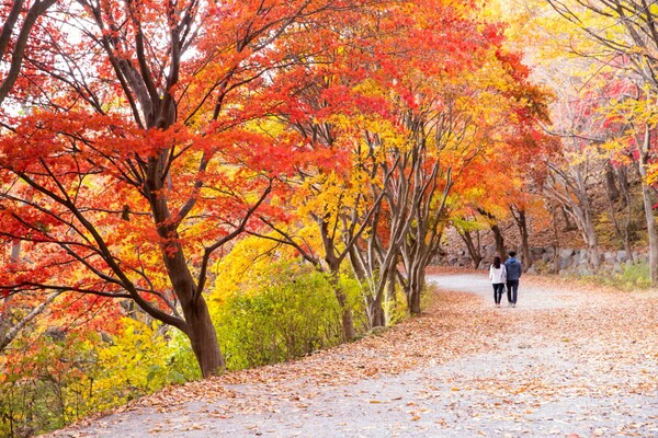 출처: 게티이미지뱅크 (광주 무등산 단풍 여행)