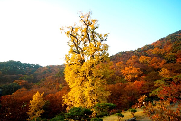 출처: 게티이미지뱅크 (경기도 단풍 명소)