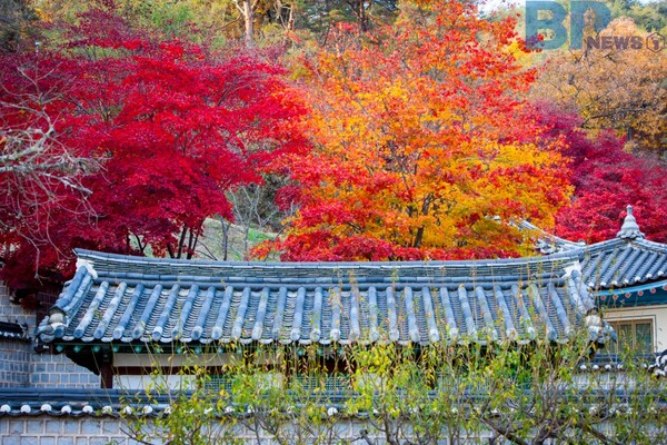 출처: 게티이미지뱅크 (안동 단풍 명소)