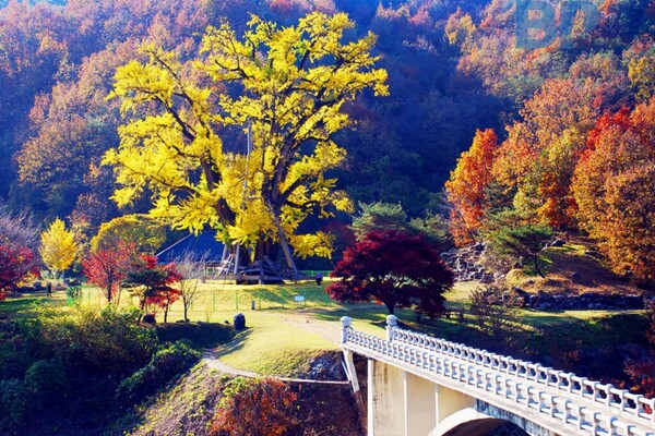 출처: 안동시 (안동 단풍 명소)