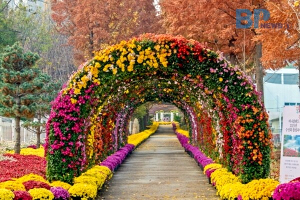 출처: 한국관광공사 (국화 축제)
