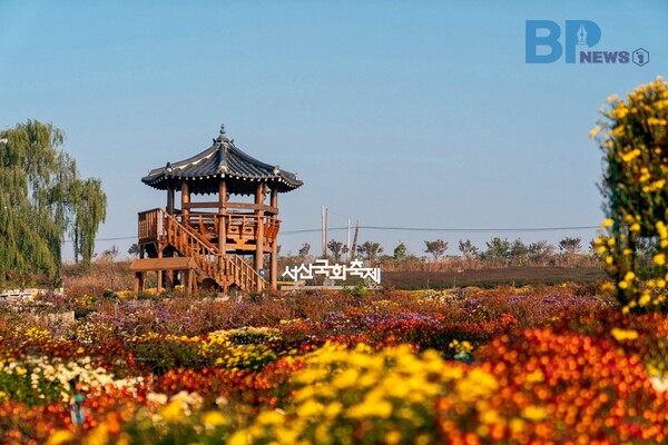 출처: 서산시 공식블로그 (국화 축제)