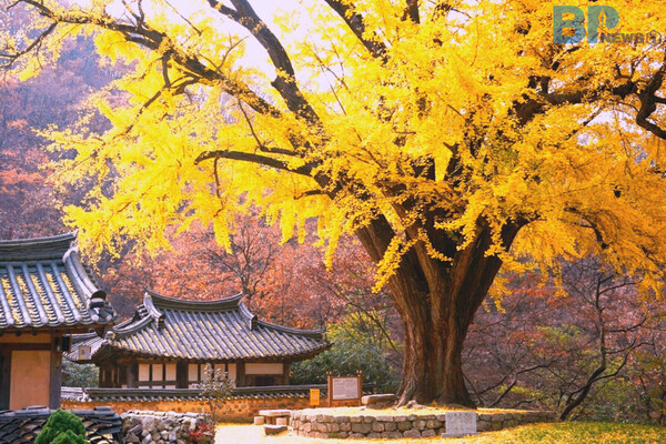 출처: 미리캔버스 (경주 가볼만한 곳)