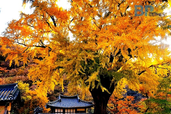 출처: 미리캔버스 (경주 가볼만한 곳)