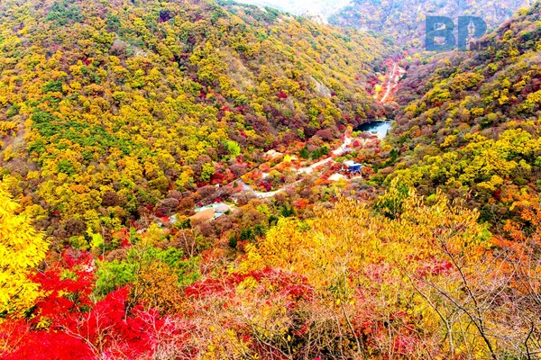 출처: 게티이미지뱅크 (단풍 드라이브)