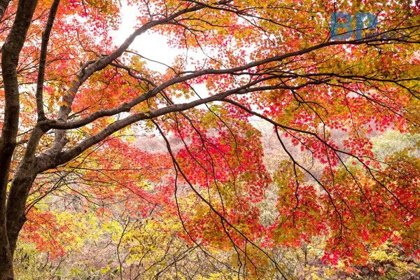 출처: 게티이미지뱅크 (단풍 드라이브)