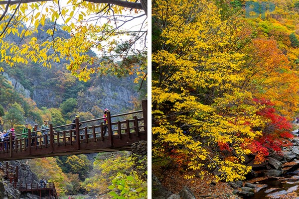 출처 = 경북나드리