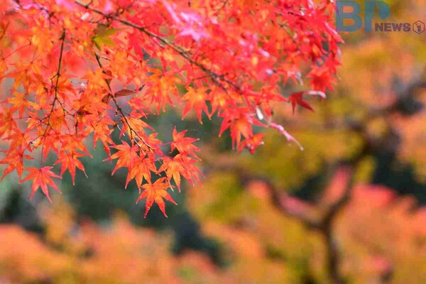 출처: 게티이미지뱅크 (일본 11월 여행)