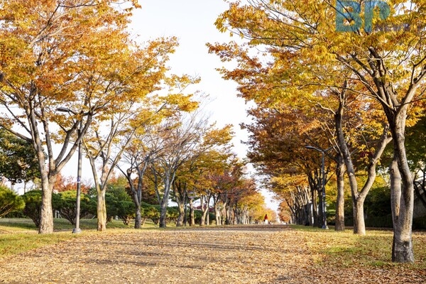 출처: 게티이미지뱅크 (국내 가로수길 단풍여행)