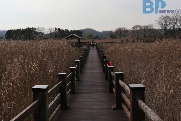 출처: 경기관광포털 (국내 억새와 갈대 명소)