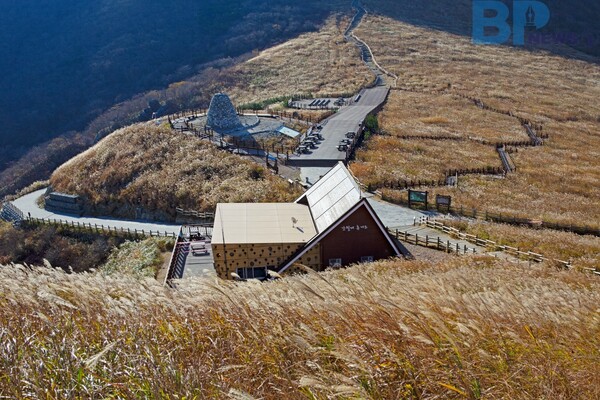 출처: 게티이미지뱅크 (국내 억새와 갈대 명소)