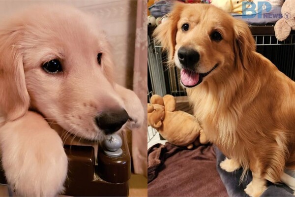 출처 = X "Charlot_golden"