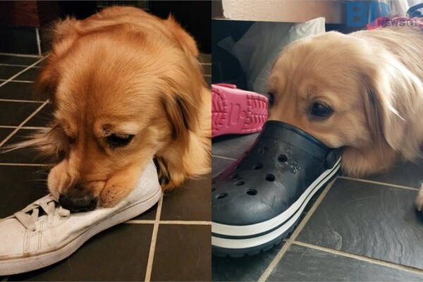 출처 = X "Charlot_golden"