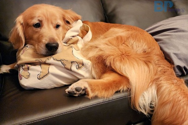 출처 = X "Charlot_golden"