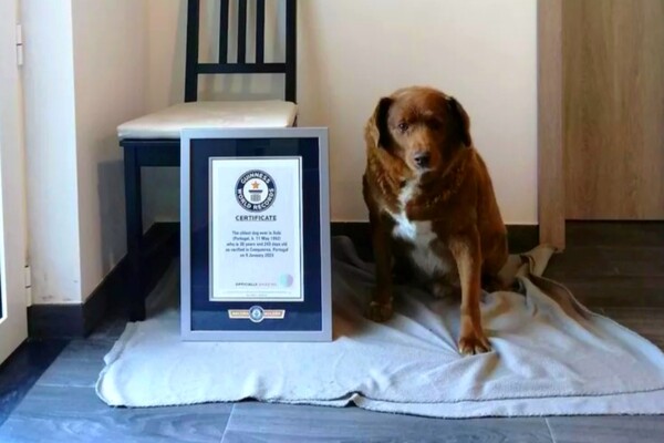 GUINNESS WORLD RECORDS