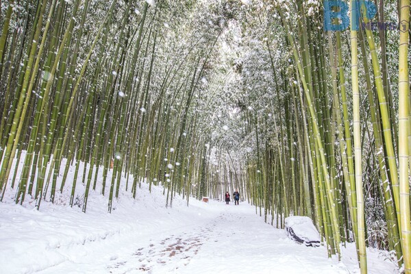 출처: 게티이미지뱅크 (전남 담양 겨울여행)