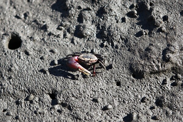 사진 = 무안황토갯벌랜드 홈페이지