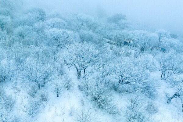 사진 = 발왕산 설경의 모습(게티이미지뱅크)