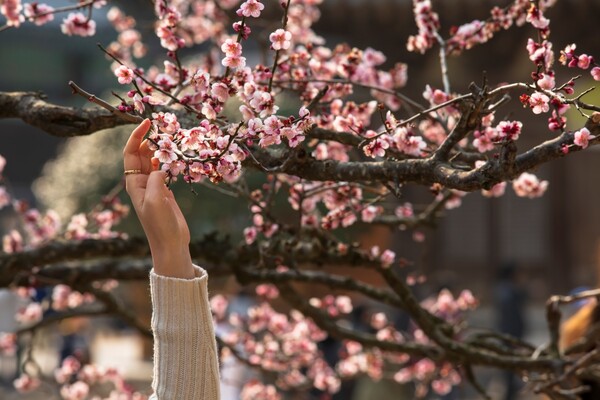 출처: 게티이미지뱅크 (3월 경상남도 양산시 여행)