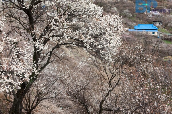 출처: 게티이미지뱅크 (3월 경상남도 양산시 여행)