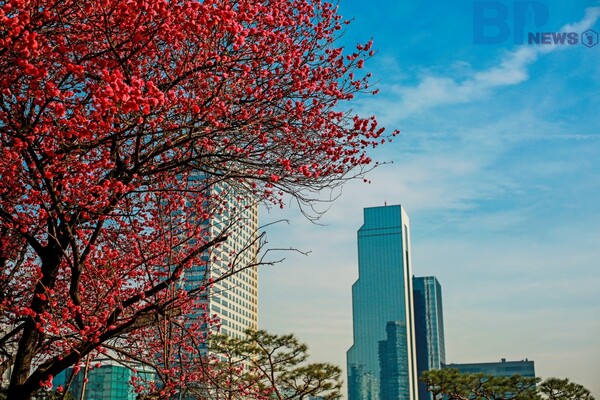 출처: 게티이미지뱅크 (서울 매화 명소)
