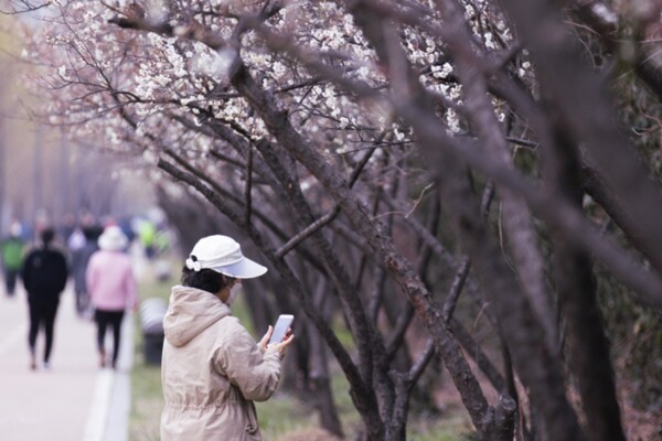 출처: 서울관광재단 (서울 매화 명소)
