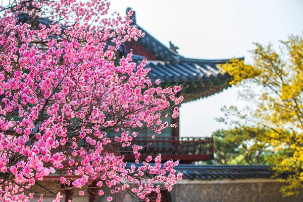 출처: 게티이미지뱅크 (서울 매화 명소)